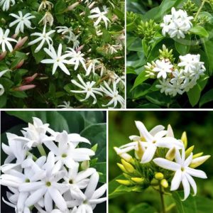 Jasmine Sambac Angular jasmine - Jasminum angulare - 04 Live Cuttings - Angel Wing Jasmine Plant