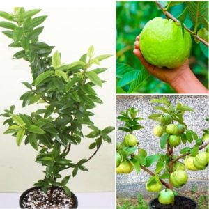 Kilo Guava Plant Kg Guava – High Yield Tropical Fruit Tree for Home Gardens Big