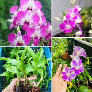 Lavender Purple Dendrobium Orchid – Exotic Blooming Houseplant Well Rooted 2 Plant