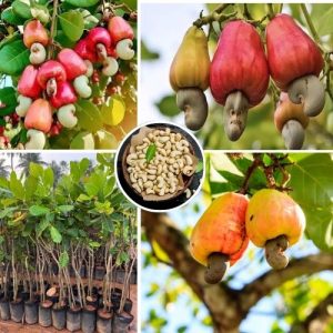 Live Cashew Tree Plant Anacardium occidentale Fast-Growing Fruit & Nut Plant Home Garden & Outdoor