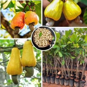 Live Yellow Cashew Fruit Plant Golden Fruit Fast Growing Nut Tree Home Garden Ready
