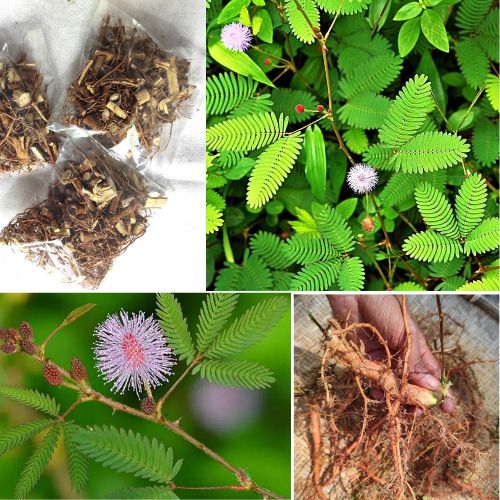 Mimosa Pudica Dried Root 10oz – Organic Sensitive Plant Herb - Natural Shameplant