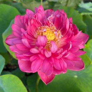 Mini Lotus Pink Seeds Bonsai – Easy Grow Aquatic Seeds for Small Ornamental Lotus Flowers