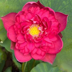 Mini Lotus Red Seeds Bonsai – Easy Grow Aquatic Seeds for Small Ornamental Lotus Flowers