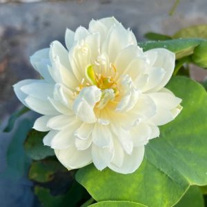 Mini Lotus White Seeds Bonsai – Easy Grow Aquatic Seeds for Small Ornamental Lotus Flowers
