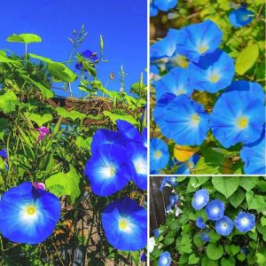 Morning Glory Blue Ipomoea purpurea 3 Plants – Fast-Growing Climbing Flowers for Vibrant Gardens Well Rooted