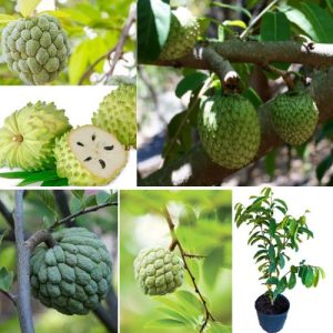 Mountain Soursop Plant Annona montana – Wild Tropical Fruit Well Rooted Tree for Health