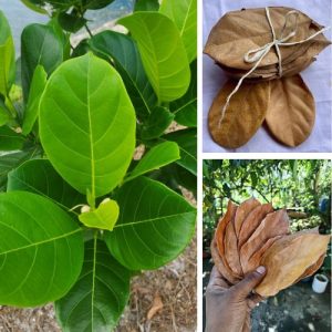 Natural Dried Jackfruit Leaves for Aquarium 100 Leaves – Organic Bio Fish Tank Decoration & Water Quality Enhancer