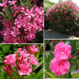 Nerium Oleander Pink 2 Plant – Hardy Ornamental Shrub with Air-Purifying Benefits