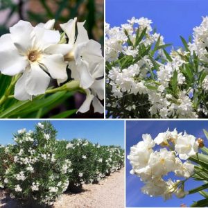 Nerium Oleander White 2 Plant – Hardy Ornamental Shrub with Air-Purifying Benefits