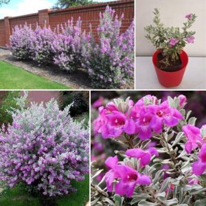 Nikodia Plant Leucophyllum frutescens - Medicinal and Ornamental Shrub for Health & Garden 3 Plant