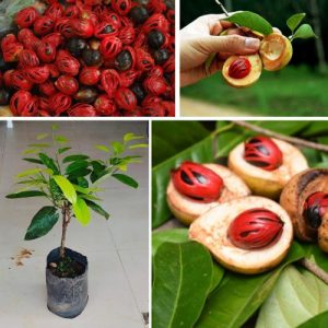 Nutmeg Live Plant Myristica fragrans – Exotic Spice Tree with Culinary & Health Benefits