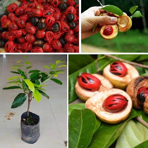 Nutmeg Live Plant Myristica fragrans – Exotic Spice Tree with Culinary & Health Benefits
