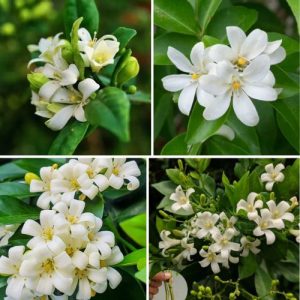 Orange Jasmine 03 Live Cuttings - Murraya Paniculata Madhukamini Tropical Indoor & Outdoor Plant