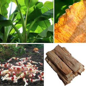 Organic Dried Banana Leaves 50 pcs – Natural Aquarium & Shrimp Habitat Enhancer - Fish Tank Cleaning Aid