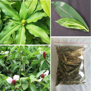 Organic Dried Insulin Plant 50 Leaves Costus Igneus Thebu Leaf - Natural Diabetic Herbal Tea