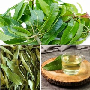 Organic Dried Mango Leaves 75g – Natural Herbal Tea Leaves for Wellness & Detox