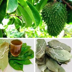 Organic Dried Soursop 50 Leaves Tea – 100% Natural Annona Muricata Herbal Tea for Wellness & Antioxidant Support