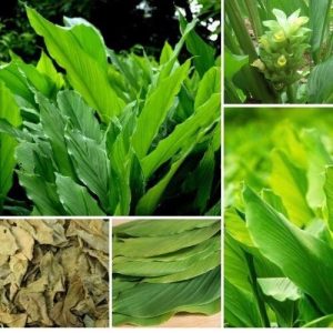 Organic Dried Turmeric Leaves 3.5oz - Curcuma Longa Haldi Leaves Natural Herbal Herb