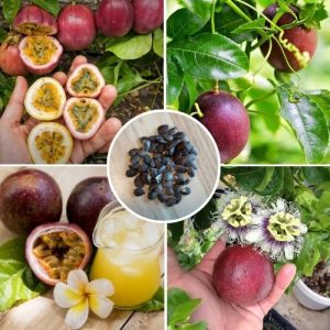Organic Purple Passion Fruit 25+ Seeds Vine - Non-GMO Fresh Passionflower Seeds for Planting