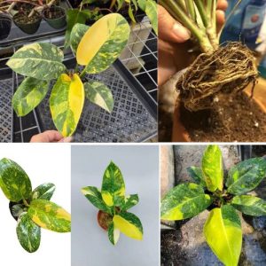 Philodendron Green Congo Nuclear Variegated Houseplant – Fast Growing Indoor Tropical Plant Well Rooted Big Rhizome Ready To plant