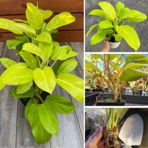 Philodendron Thai Sunrise Variegated Houseplant – Vibrant Lime & Golden Leaves, Easy Indoor Tropical Plant Well Rooted
