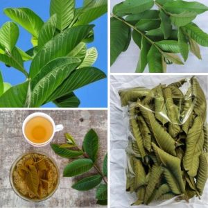 Premium Organic Dried Guava Leaves 75g – Natural Herbal Hojas de Guayaba for Wellness & Digestion Tea