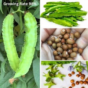 Premium Winged Bean Seeds - Nutrient - Rich Dragon Bean Versatile Vegetable Plant 10g Seeds Pack