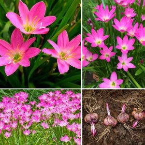 Rain Lily Pink Plant 3 Bulbs – Easy to Grow Flower Bulbs for Vibrant Gardens