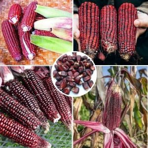 Red Corn Maize Seeds 50+ Organic Non-GMO Heirloom Variety