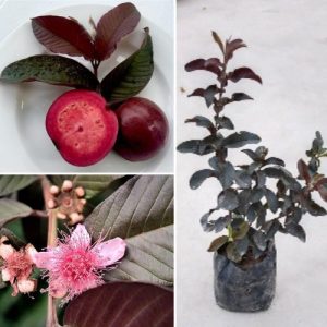 Red Guava Plant Psidium guajava - Fresh Fruit Tree for Home Garden Organic Guava 01 Starter Plant