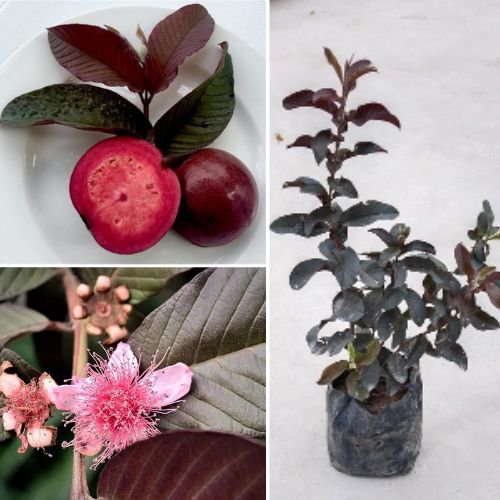 Red Guava Plant Psidium guajava - Fresh Fruit Tree for Home Garden Organic Guava 01 Starter Plant