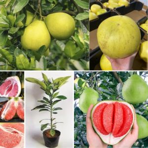 Red Pomelo Giant Grape fruit Plant Citrus maxima – Sweet & Juicy Citrus Well Rooted Tree
