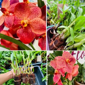 Red Spotted Dendrobium Orchid – Exotic Blooming Houseplant Well Rooted 2 Plant