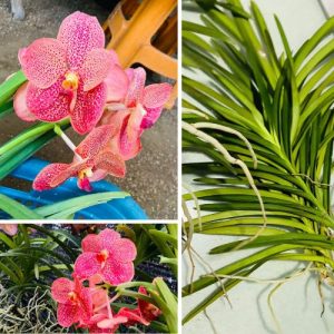 Red Spotted Exotic Dendrobium Orchid – Vibrant Blooming Houseplant Well Rooted 2 Plant