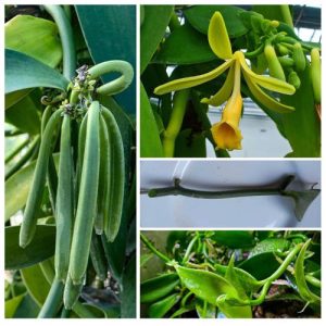 Rooted Live Vanilla Planifolia Orchid Plant – Vanilla Bean 3 Cutting - Tropical Orchid Vine