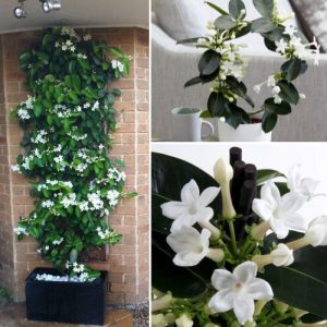 Stephanotis floribunda 2 Plant – Fragrant White Flowering Vine for Indoor & Outdoor Decor Well Rooted