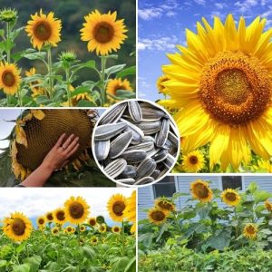 Sunflower Helianthus annuus Seeds 50+ Premium High Germination Seeds for Bright Tall Blooms