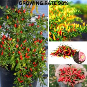Super Hot Bird’s Eye Chili Seeds - Ceylon Kochchi Organic - Non-GMO 10g Pack