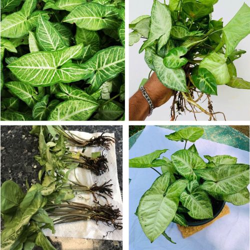 Syngonium Podophyllum Arrowhead 4 Plant - White Butterfly Rooted Cuttings Low Maintenance Houseplant