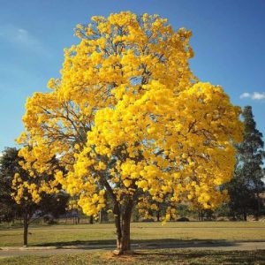Tabebuia Argentia Plant – Stunning Ornamental Flowering Tree for Gardens Well Rooted