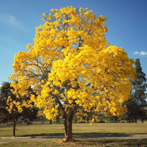 Tabebuia Argentia Plant – Stunning Ornamental Flowering Tree for Gardens Well Rooted