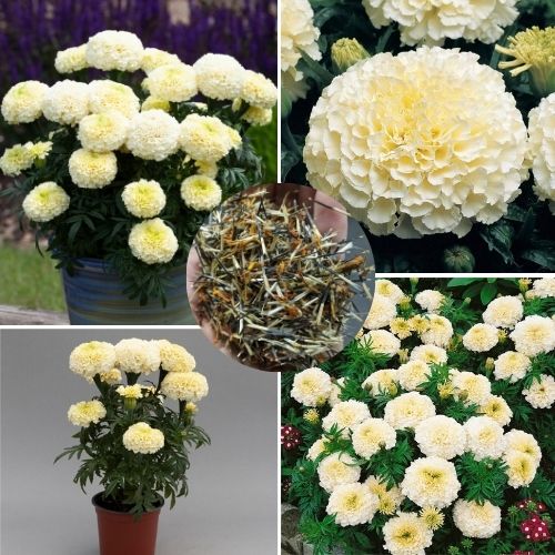 Tagetes erecta 300+ Seeds High Germination African Marigold Seeds for Vibrant Gardens