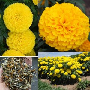 Tagetes erecta 300+ Seeds High Germination African Marigold Seeds for Vibrant Gardens