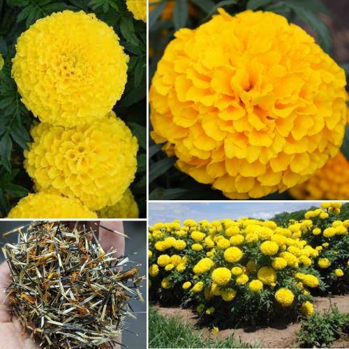 Tagetes erecta 300+ Seeds High Germination African Marigold Seeds for Vibrant Gardens