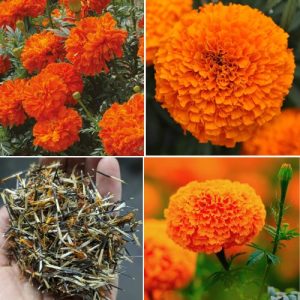 Tagetes erecta 300+ Seeds High Germination African Marigold Seeds for Vibrant Gardens