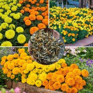 Tagetes erecta Mix 300+ Seeds High Germination African Marigold Seeds for Vibrant Gardens