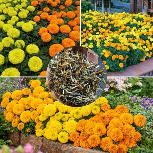 Tagetes erecta Mix 300+ Seeds High Germination African Marigold Seeds for Vibrant Gardens