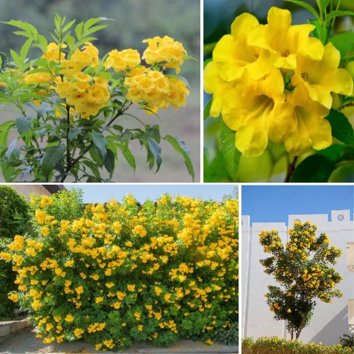 Tecoma Stans Tacoma 2 Plant – Vibrant Yellow Trumpet Flower with Ornamental and Air-Purifying Qualities