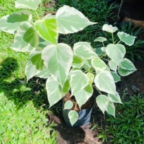 Variegated Ficus Religiosa Bodhi Tree  Sacred Ornamental & Air-Purifying  Plant - BotniCart